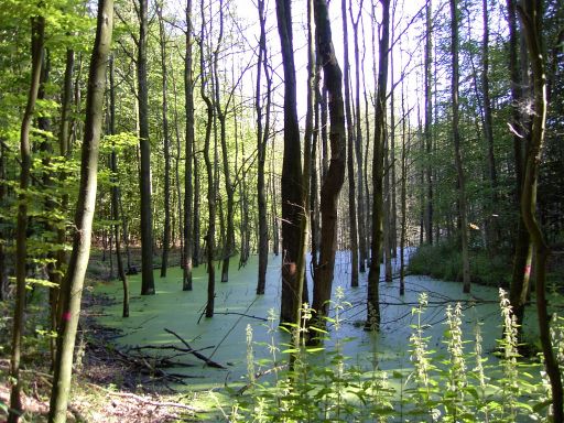 "Felmer Urwald" (Stodthagener Forst) (Foto D.S.)